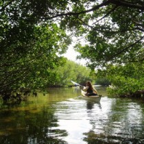 Florida Mangroves